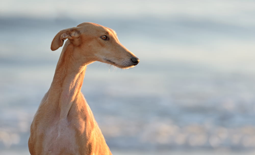 Greyhound at beach