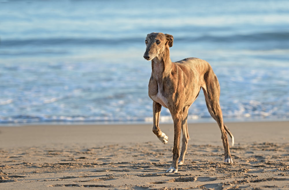 Greyhound dog at beach