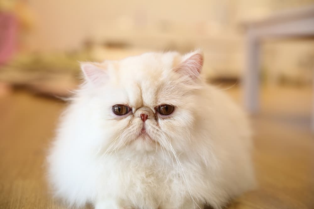 White Persian cat with flat face