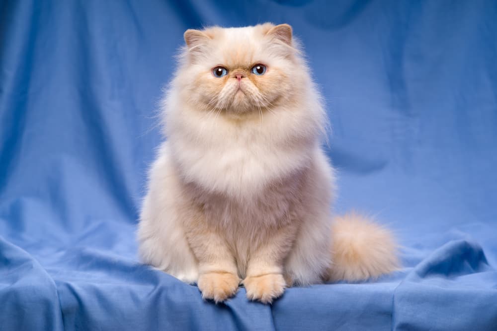 Persian cat on blue background