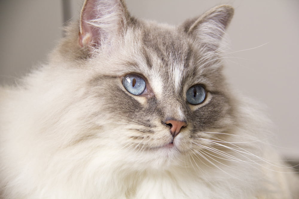 Ragdoll cat face