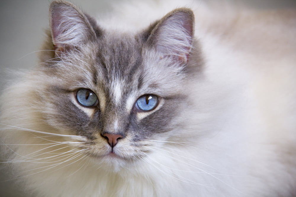 Ragdoll Cat