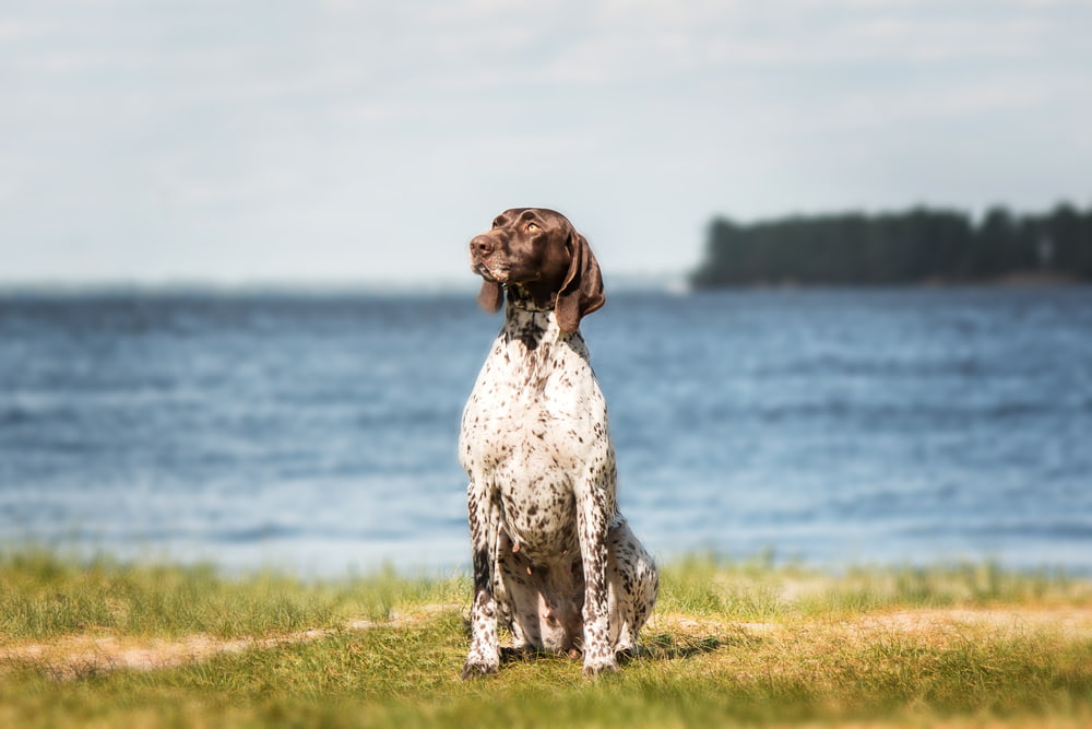 German Shorthaired Pointer by water