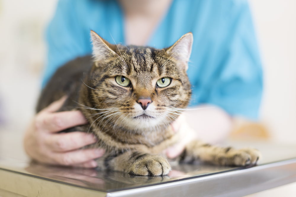 cat getting veterinary checkup