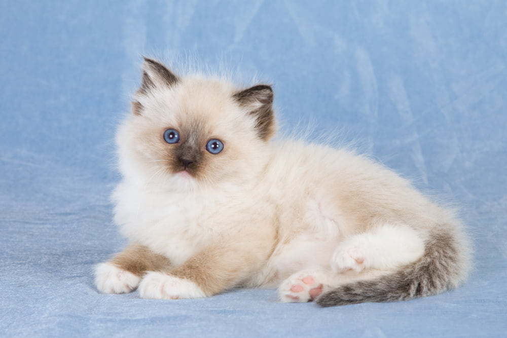 Picture of Ragdoll kitten
