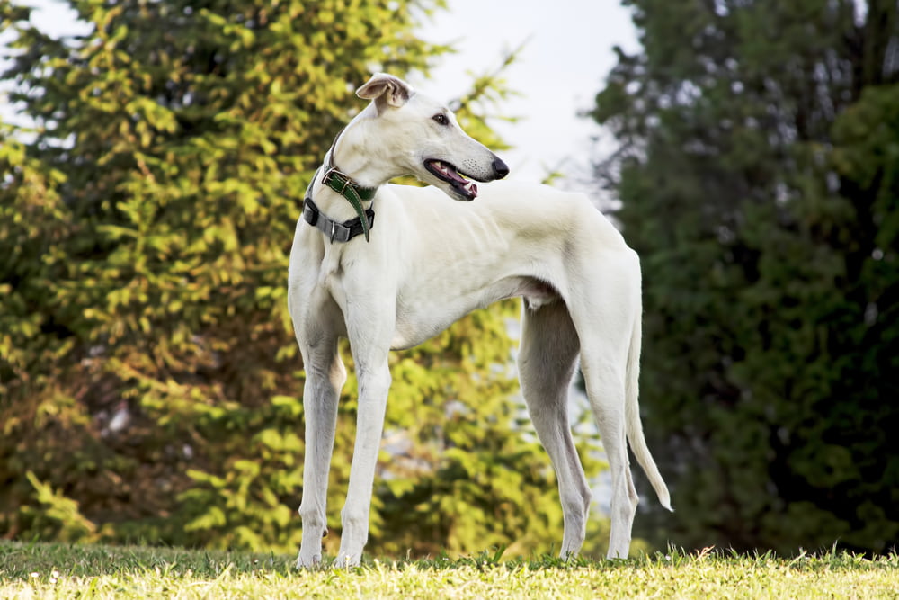 White Greyhound outside