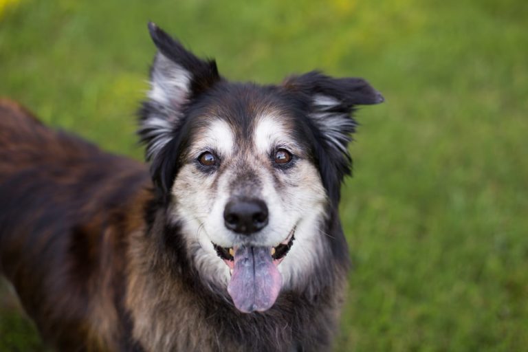 Senior dog smiling in yard