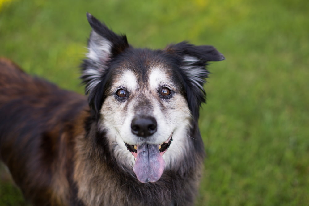 5 Dog Behavior Changes to Watch for in Aging Pets