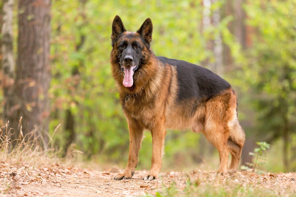 German Shepherd standing in woods