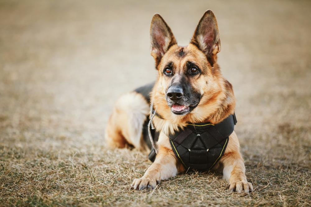 K9 German Shepherd