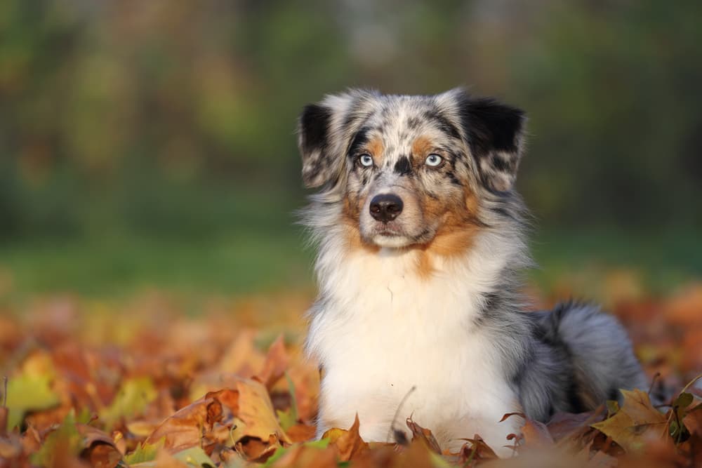 Picture of Australian Shepherd in autumn leaves