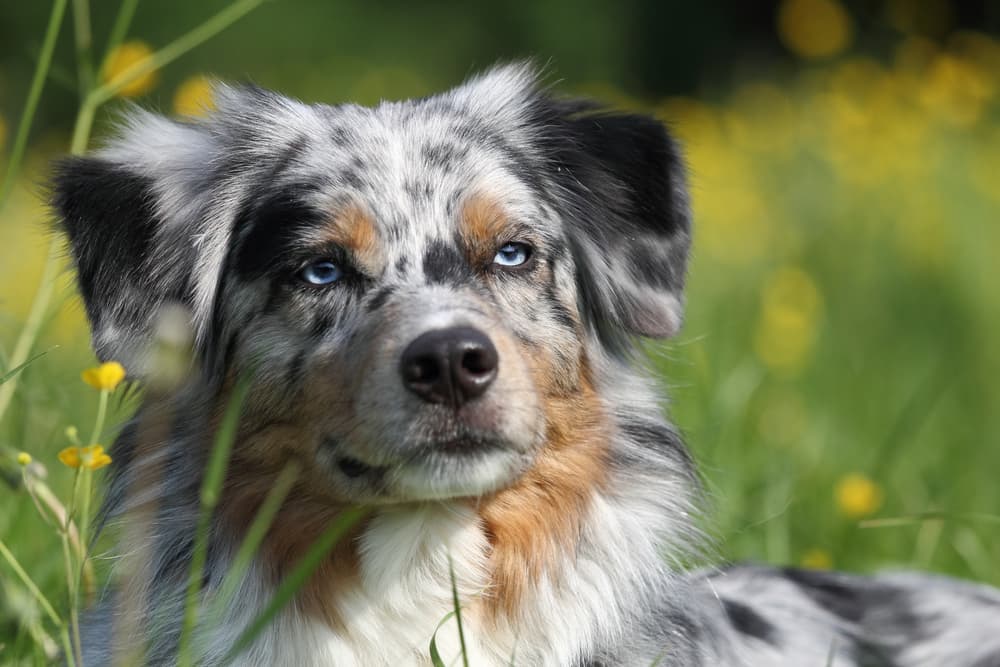 Closeup of Australian Shepherd