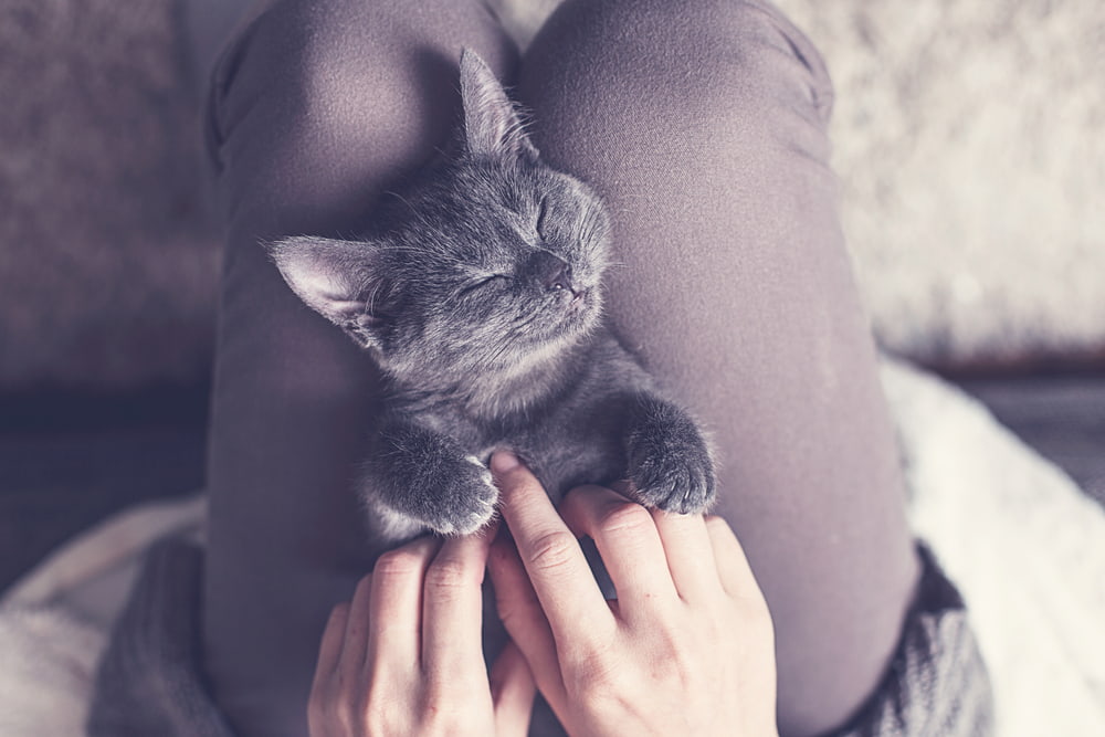 Cute grey kitten on lap