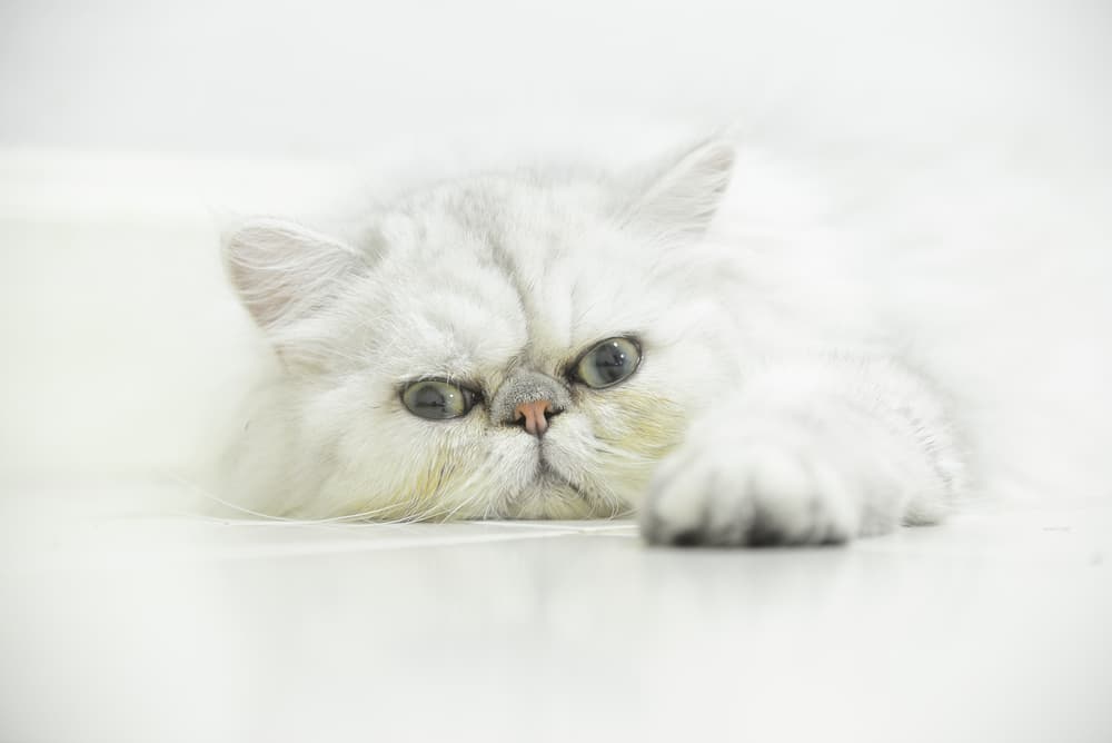 White Persian cat lying down