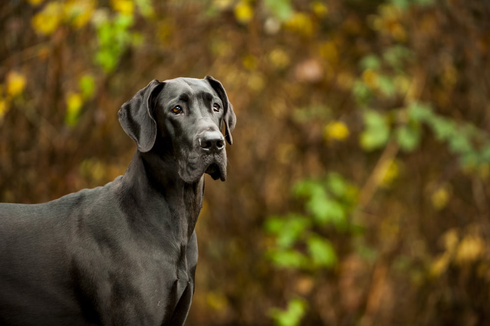 Great Dane dog in autumn