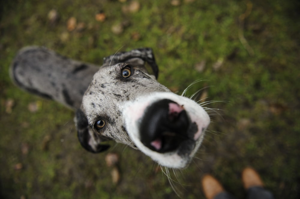 Great Dane dog looking up at camera