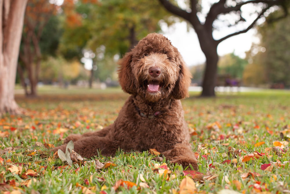 Chocolate Labradoodle in grass