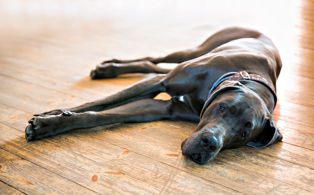 Tired Great Dane lying down
