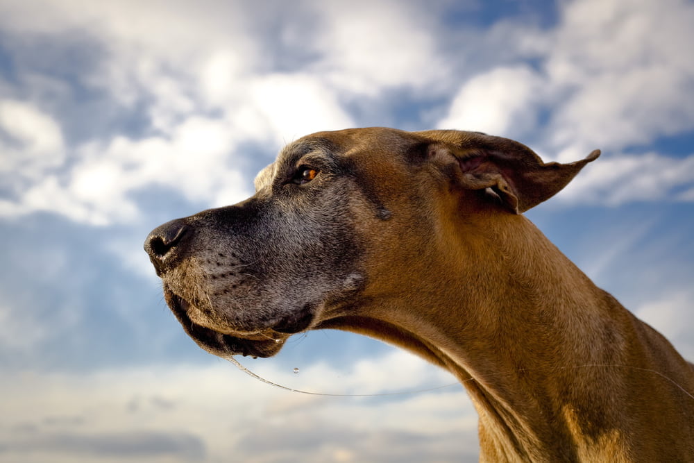 Closeup of Great Dane dog