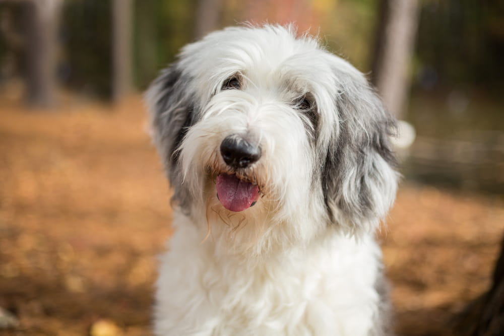 Smiling Old English Sheepdog