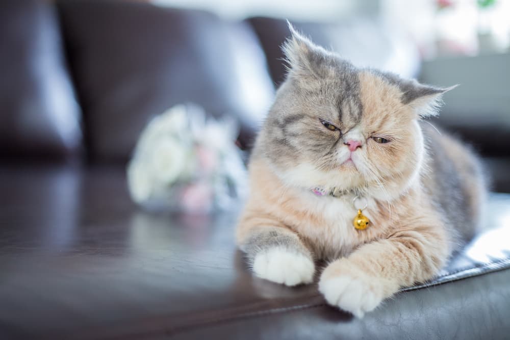 Sleepy Persian cat