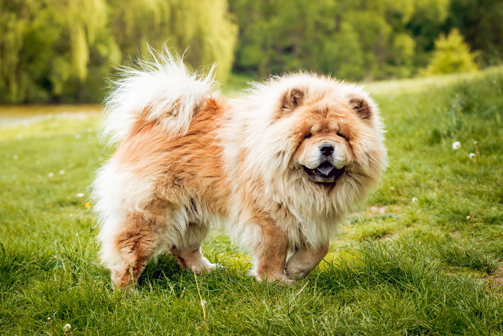 Chow Chow dog outside
