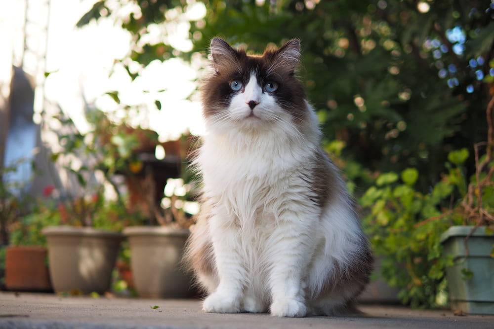 Outdoor Ragdoll cat