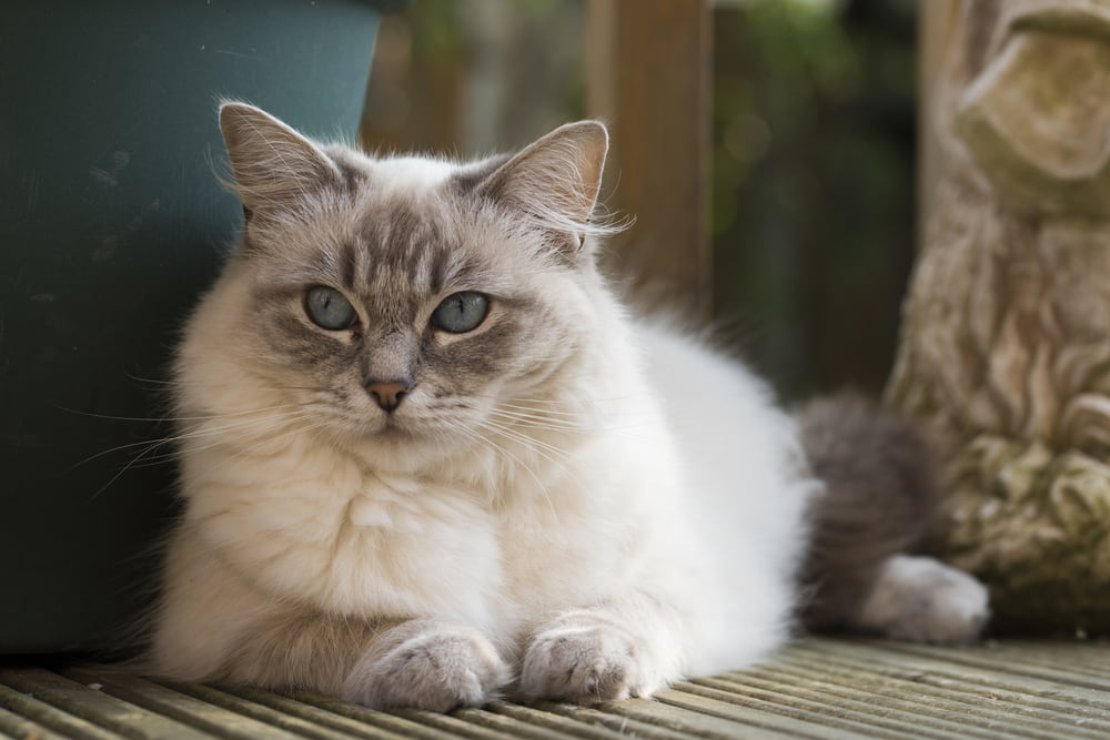 Ragdoll-cat-lying-down