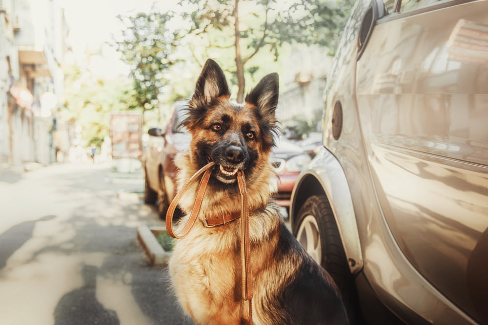 German Shepherd holding leash in mouth