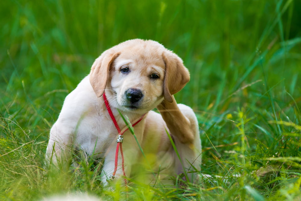 Dog scratching in yard
