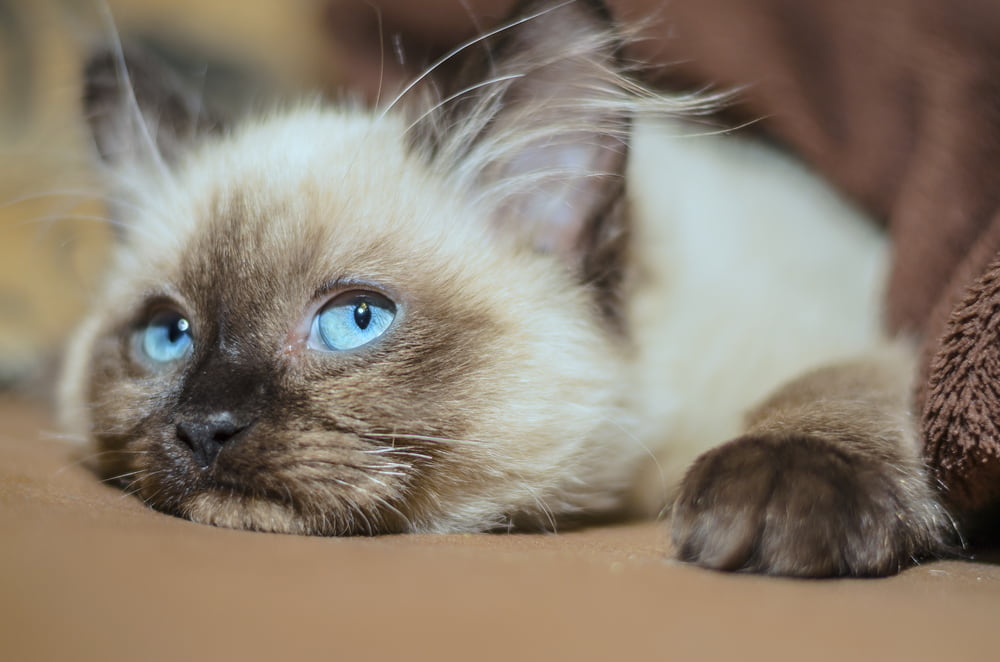 Resting Ragdoll kitten