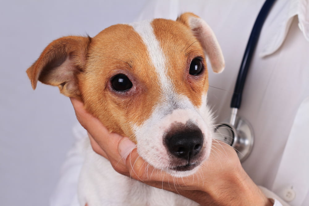 Dog with allergic reaction