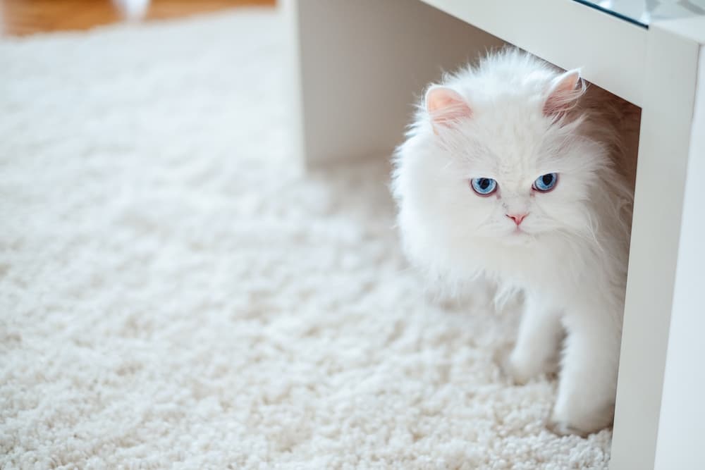 White Persian cat