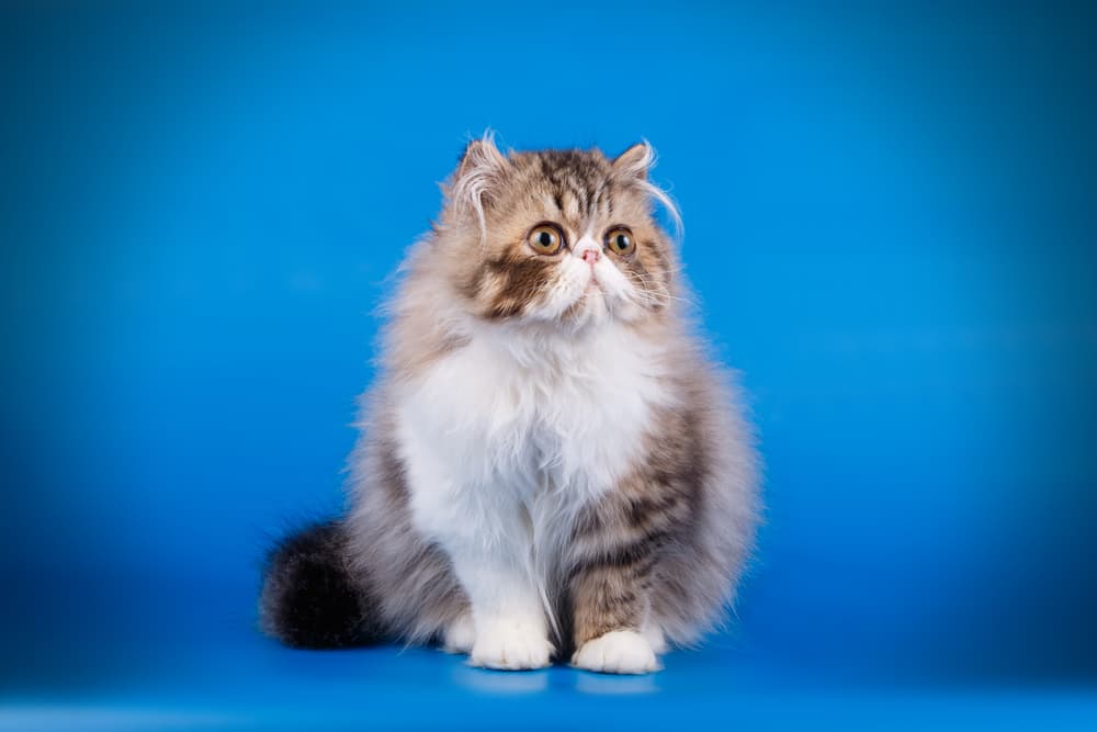 Sweet Persian cat on studio background