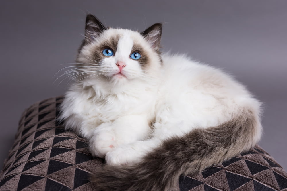 Portrait of Ragdoll cat