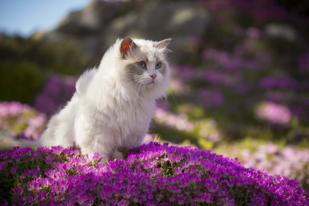 Ragdoll-cat-in-flower-field