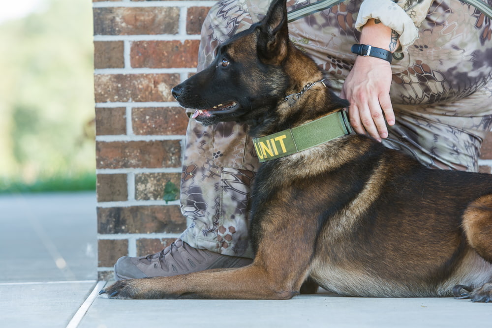 Belgian Malinois training for K9 work
