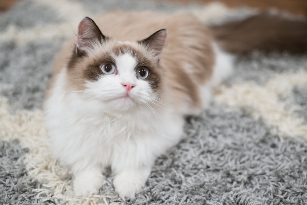 Sweet Ragdoll cat
