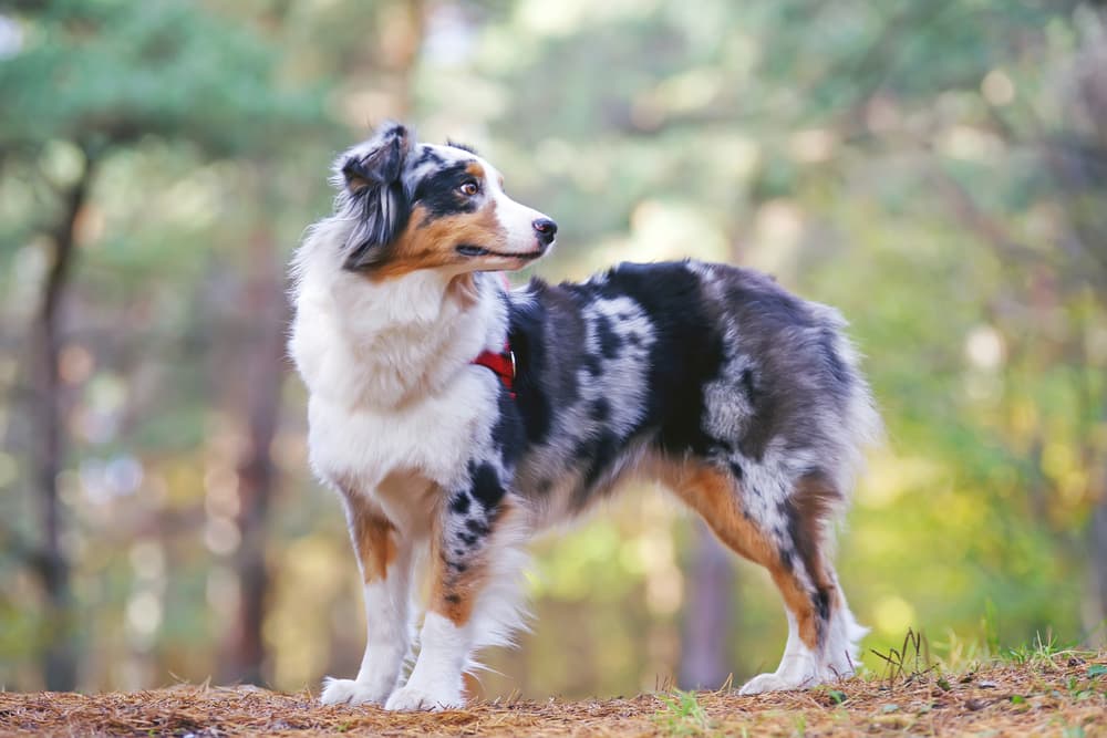 Australian Shepherd standing outside