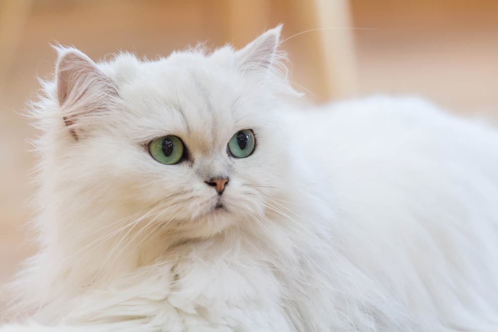 White Persian cat with green eyes