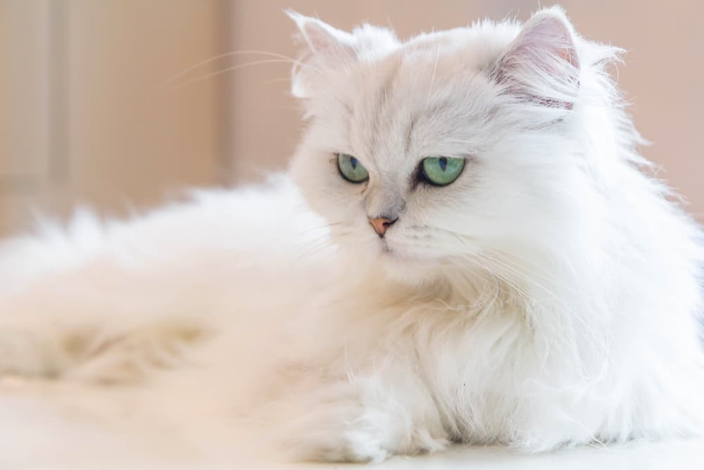 Green eyed Persian cat