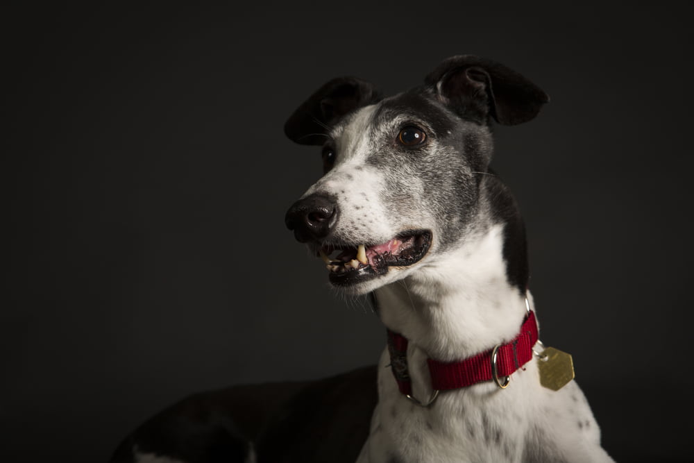 Greyhound dog on black background