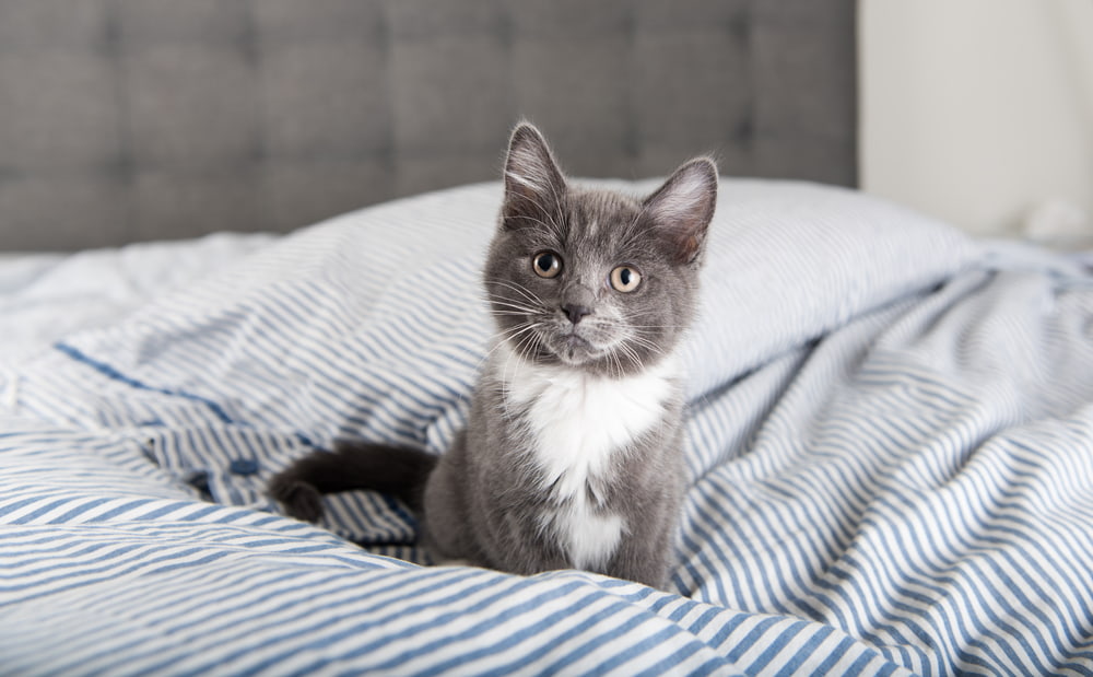 Male grey kitten on bed