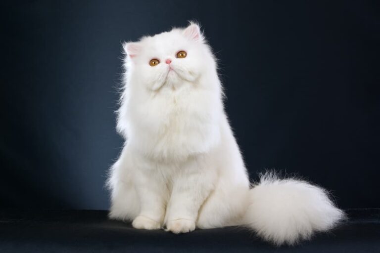 White Persian cat on black background