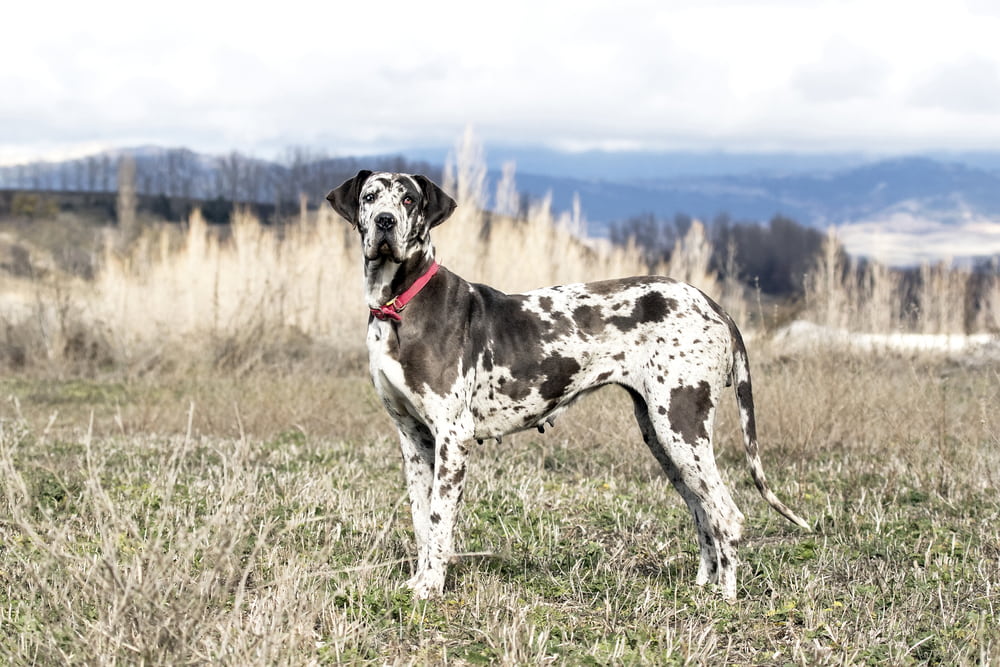 Black and white Great Dane in field