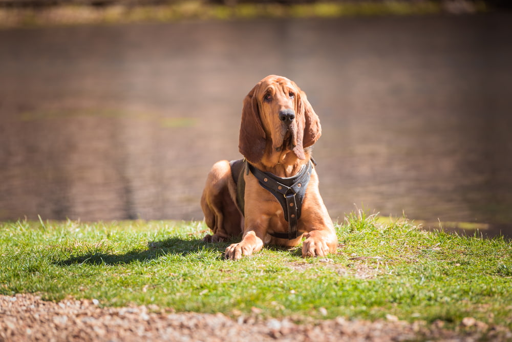 Bloodhound resting outside