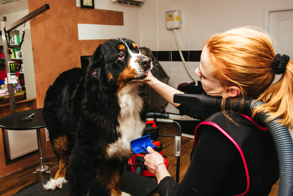 Groomer with Bernese Mountain Dog