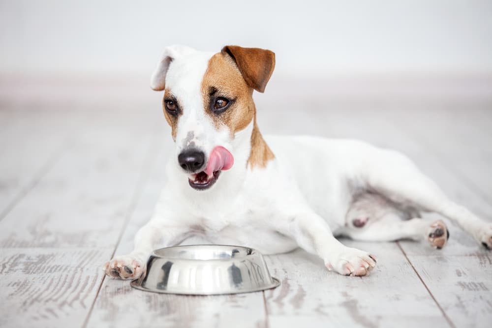 dog hiccuping after eating