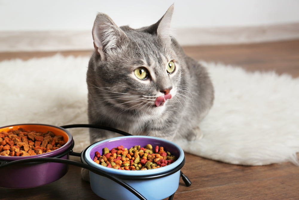 Taurine for Cats: Why It’s Important Taurine for Cats: Why It’s Important