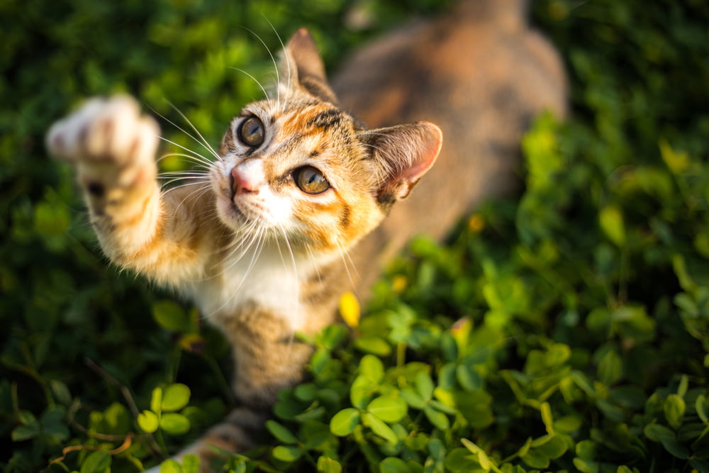 Outdoor cat scratching